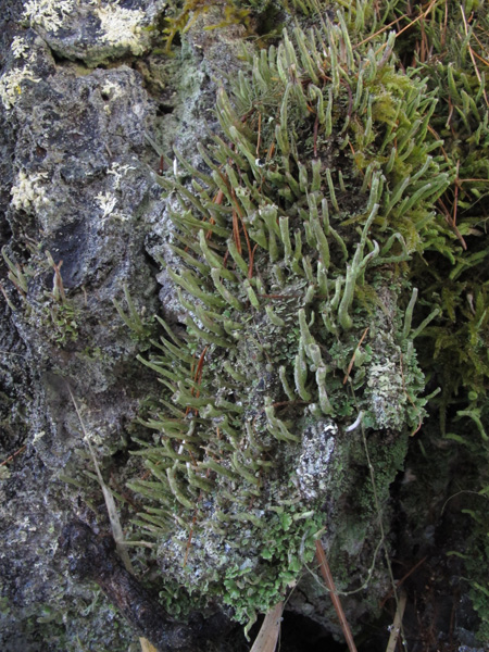 Cladonia