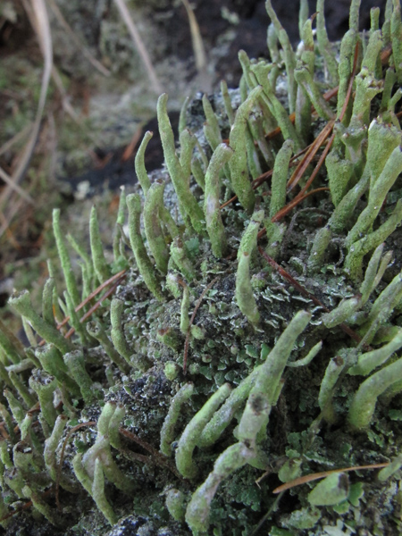 Cladonia