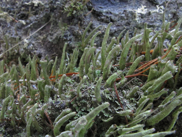 Cladonia