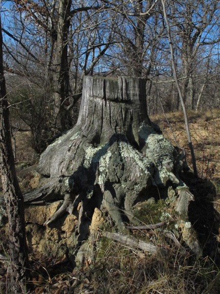 Cladonia macilenta