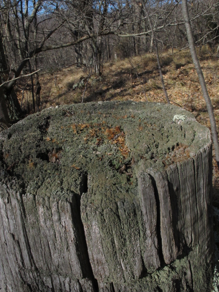 Cladonia macilenta