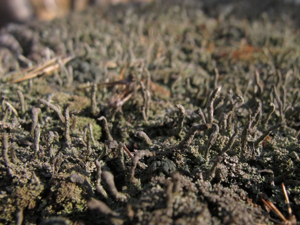 Cladonia macilenta