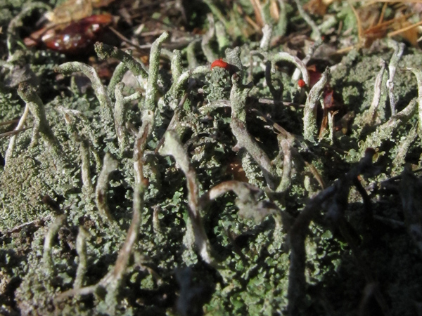 Cladonia macilenta