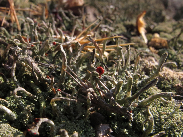 Cladonia macilenta