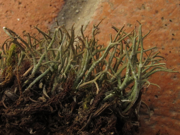 Cladonia furcata subsp. subrangiformis