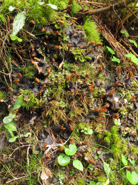 Peltigera polydactyla?