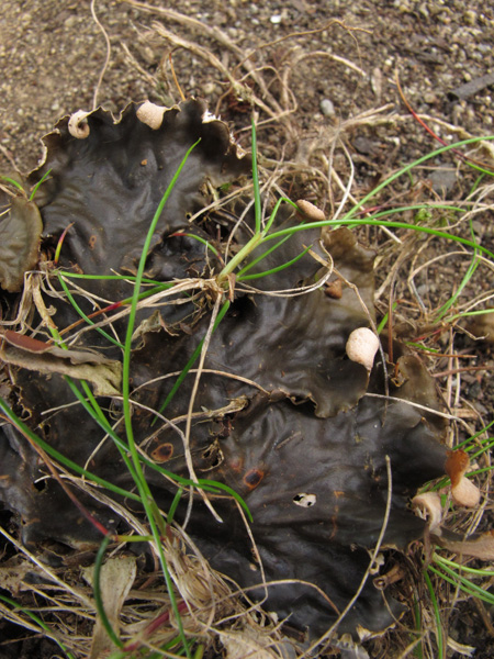 Peltigera polydactyla?