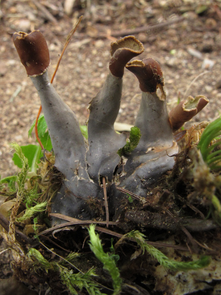 Peltigera polydactyla?