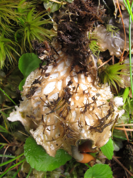 Peltigera polydactyla?