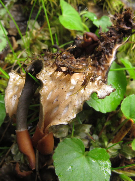 Peltigera polydactyla?