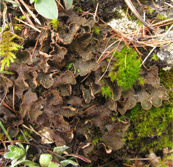 Peltigera lepidophora?