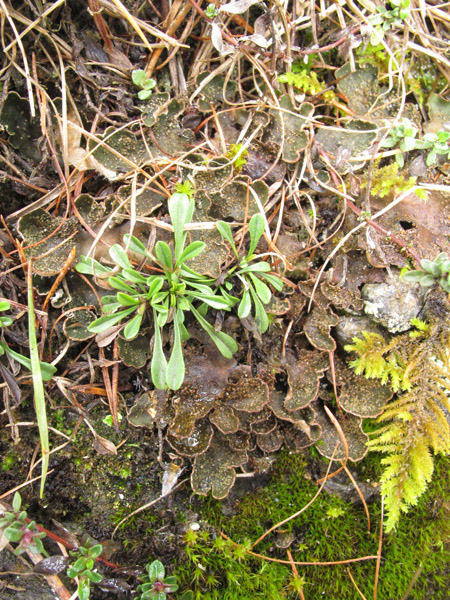 Peltigera lepidophora?