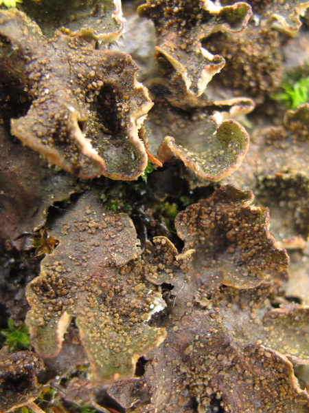 Peltigera lepidophora?