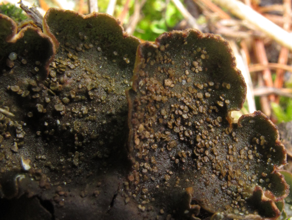 Peltigera lepidophora?