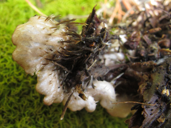 Peltigera lepidophora?