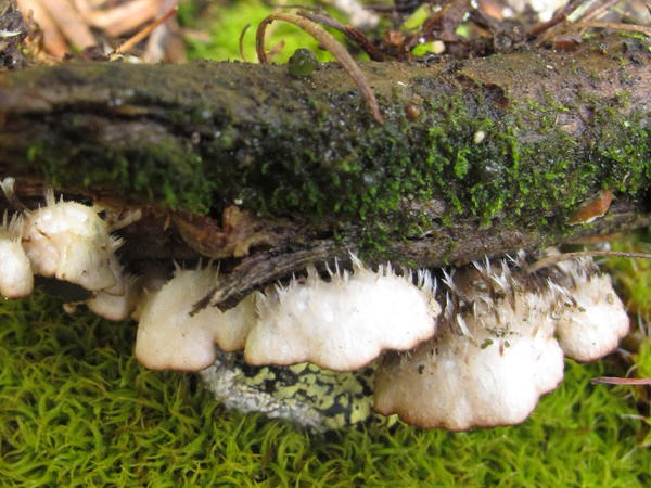 Peltigera lepidophora?