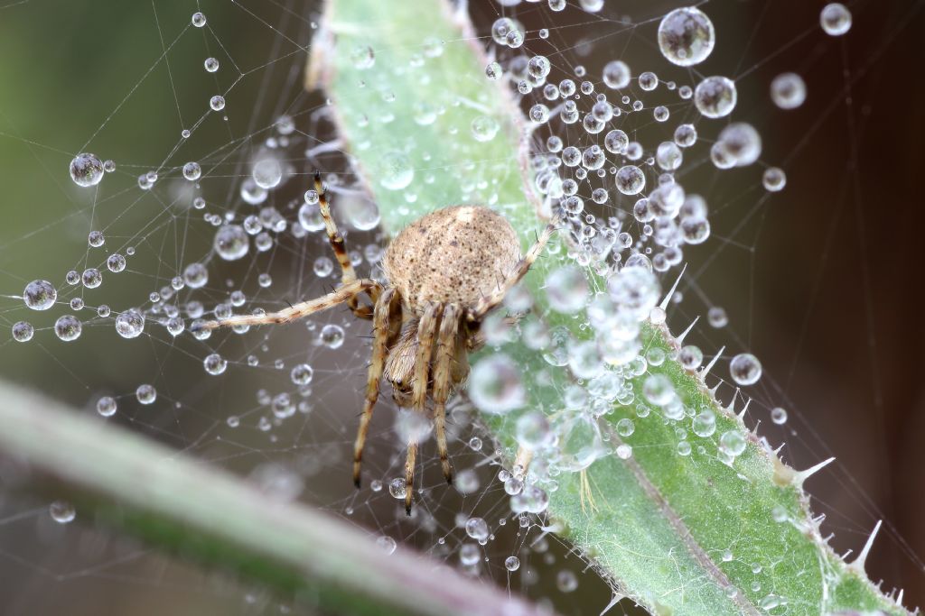 Agalenatea redii - Imola (BO)