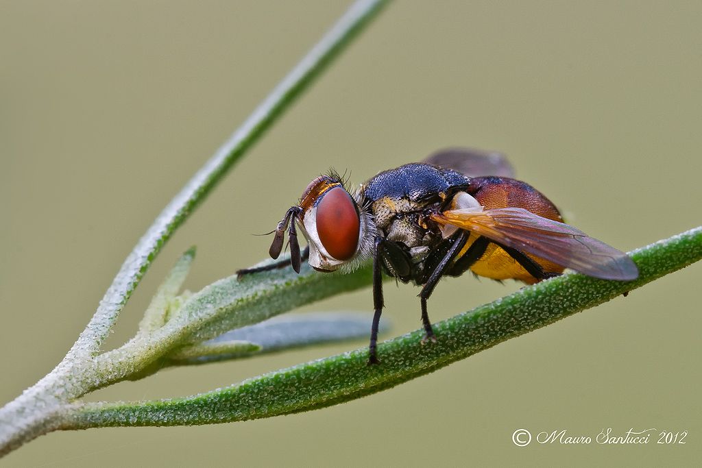 Diptera_Tachinidae_Gymnosoma ???