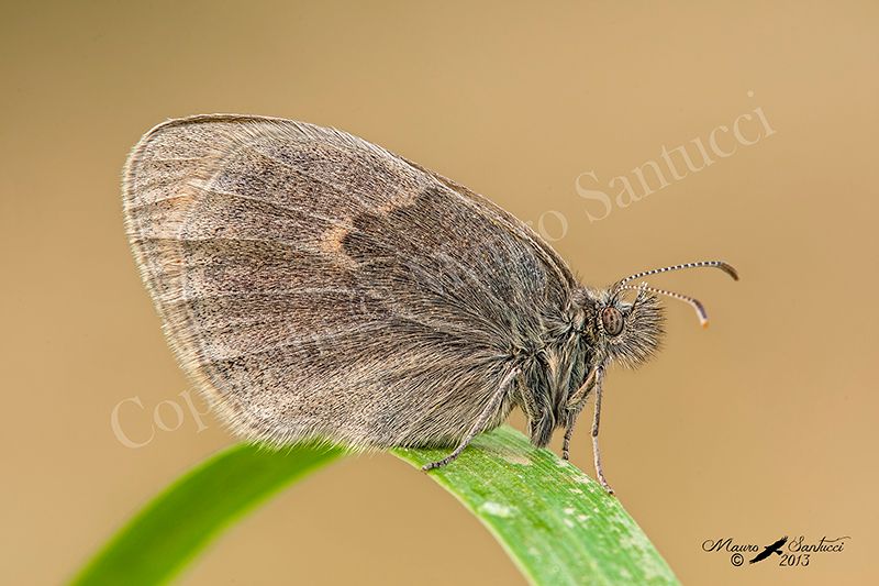 farfalla da identificare