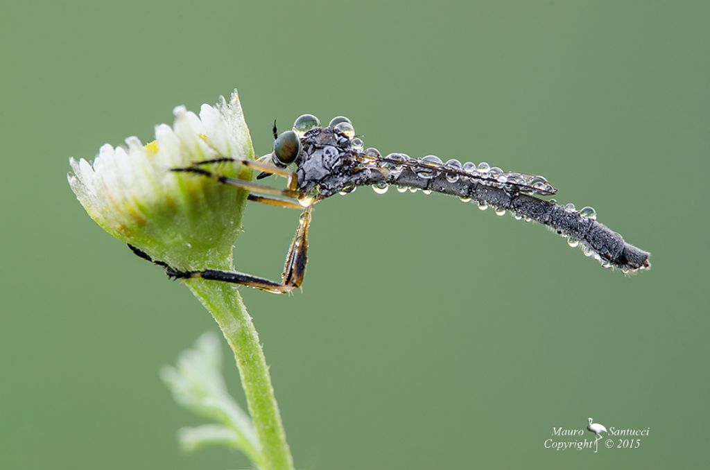 Asilidae: Leptogaster sp.