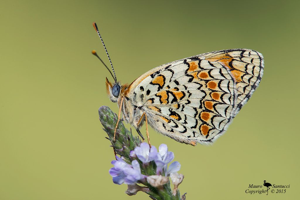 Melitaea...phoebe vs didyma