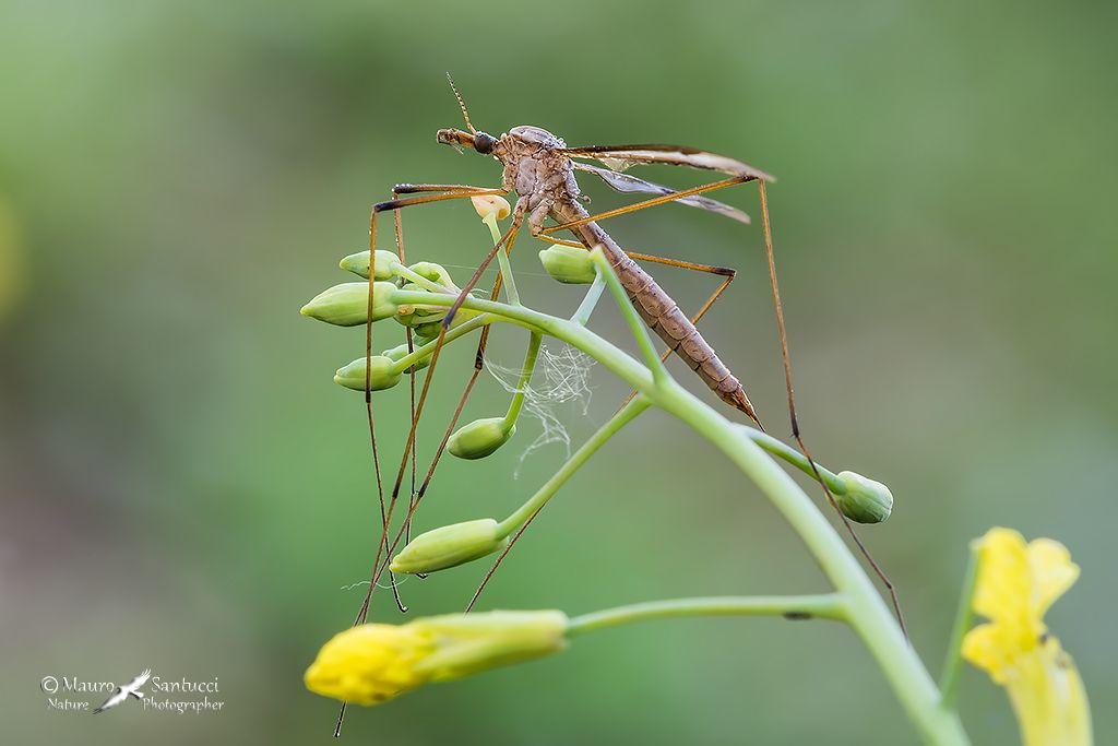 Tipulidae: Tipula sp.?    S, femmina