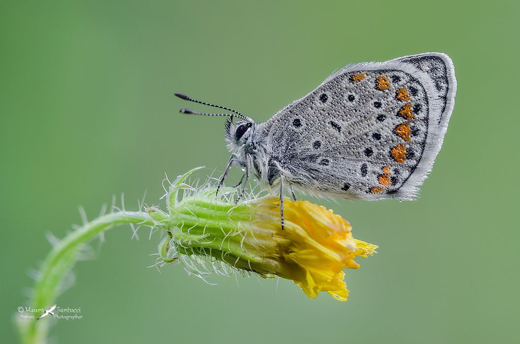 quale ID per questa Licenide? Polyommatus cfr. icarus