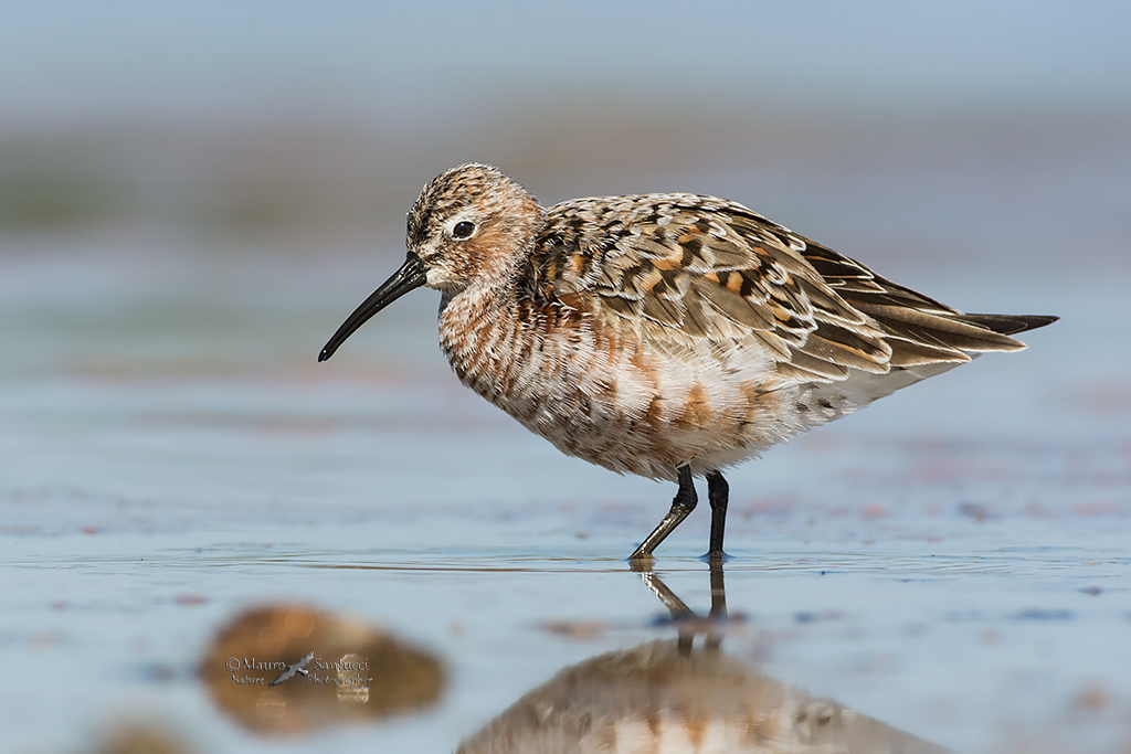 Piovanello comune (Calidris ferruginea) ?  S !