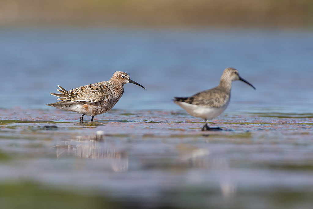 Piovanello comune (Calidris ferruginea) ?  S !