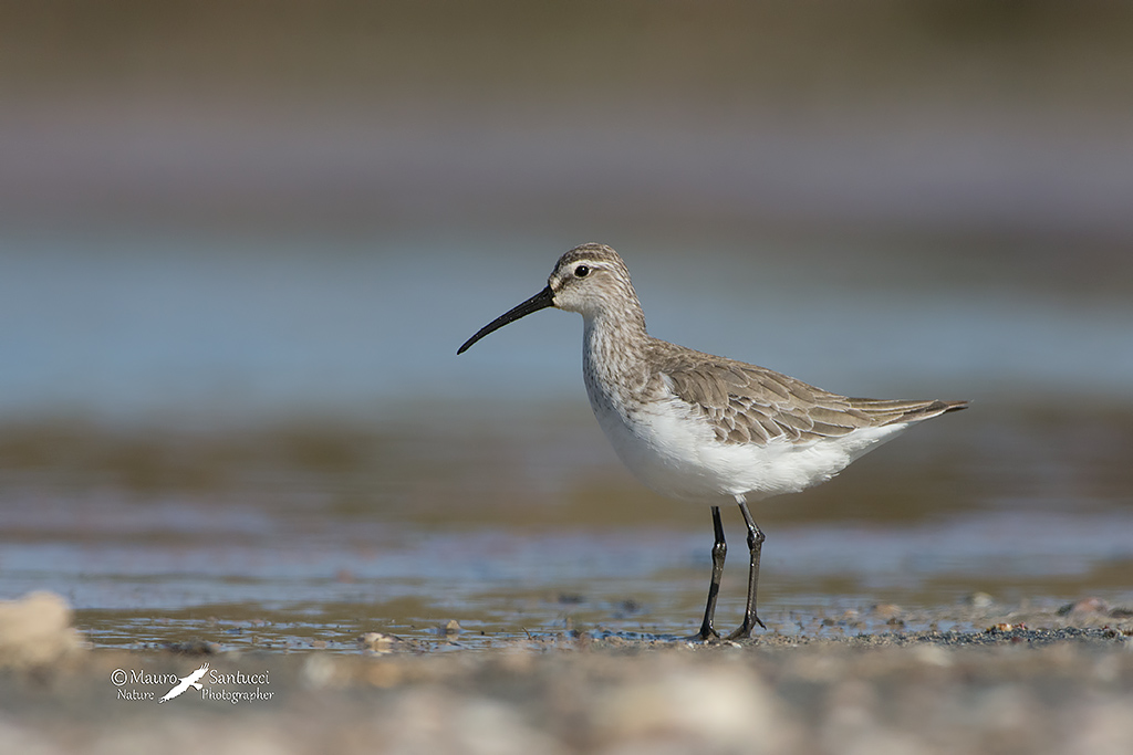 Piovanello comune (Calidris ferruginea) ?  S !