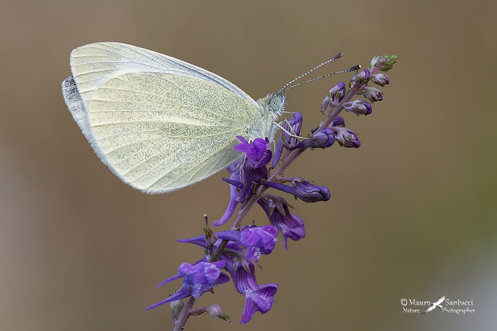 Pieris brassicae ? No,  Pieris rapae, Pieridae