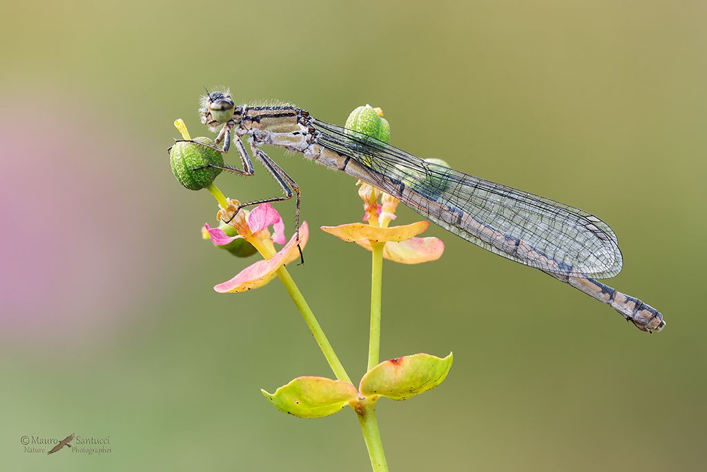 Ischnura elegans ?  No, Enallagma cyathigerum, femmina