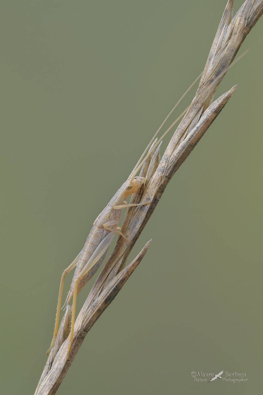 ninfa di Oecanthus pellucens (Oecanthidae)