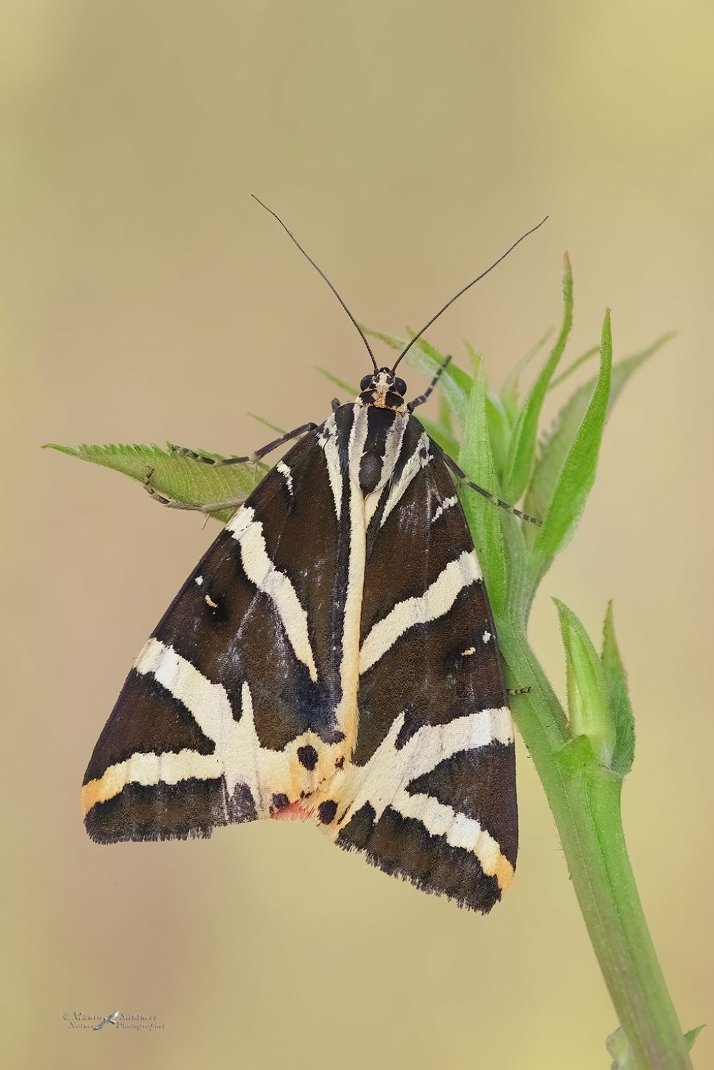 Euplagia quadripunctaria - Erebidae Arctiinae