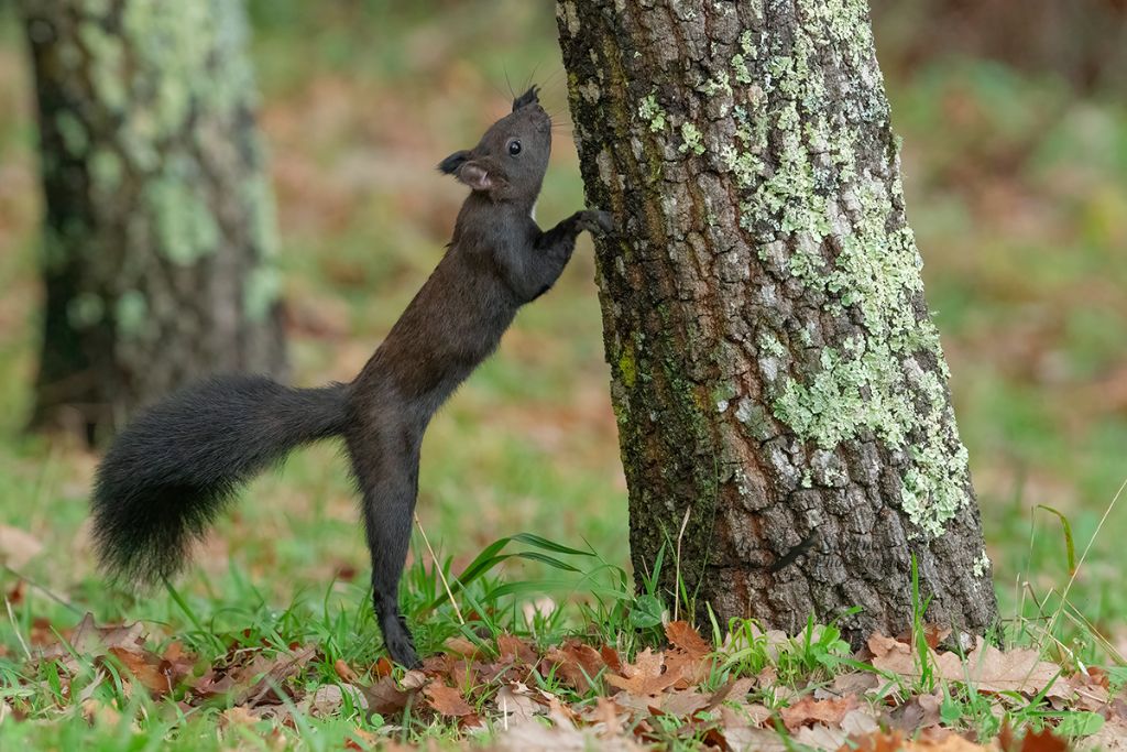 Sciurus vulgaris o Sciurus meridionalis