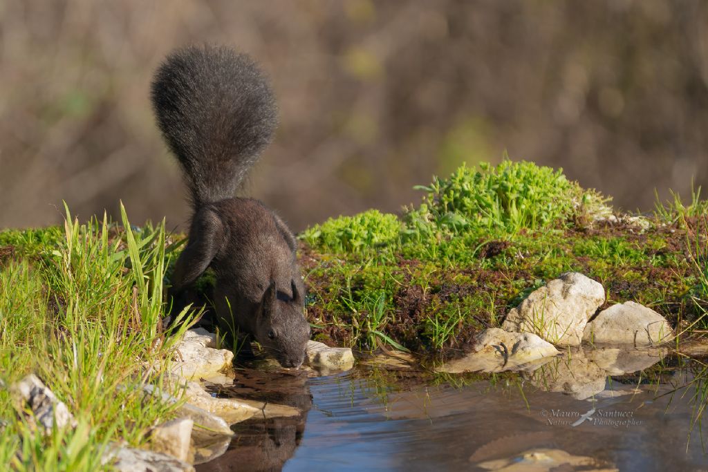 Sciurus vulgaris o Sciurus meridionalis