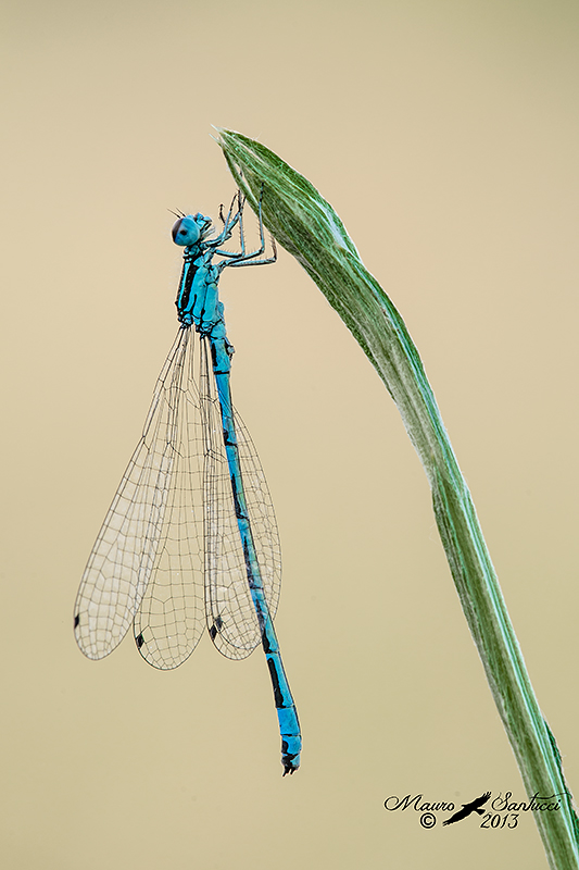 conferma ID - Coenagrion mercuriale castellani