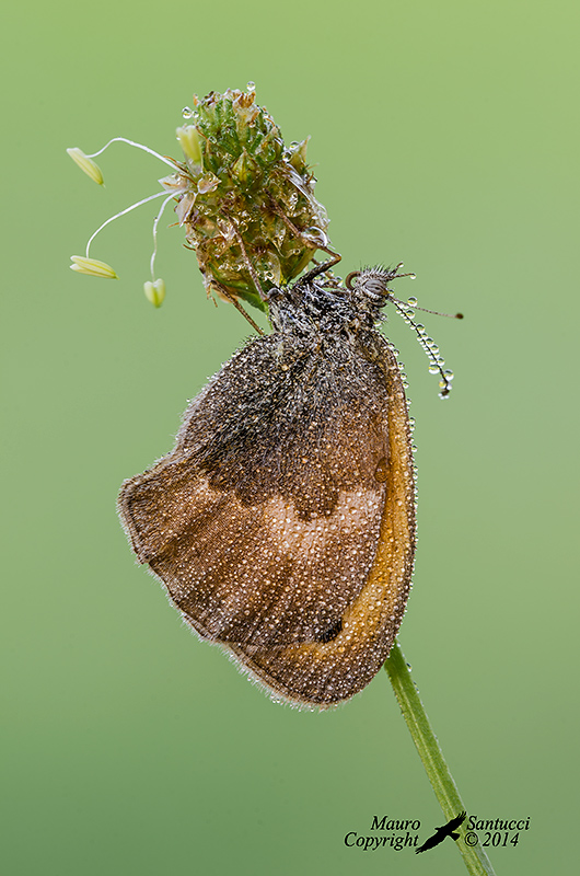 Coenonympha pamphilus ?