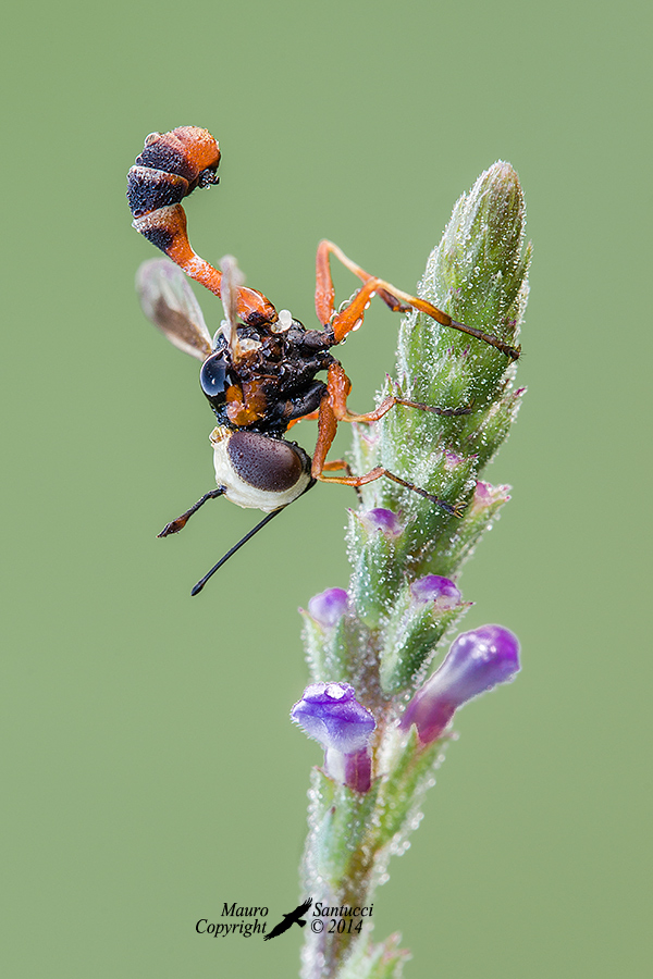 Physocephala sp. (Conopidae)