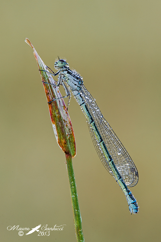 damigella da identificare: Coenagrion sp.