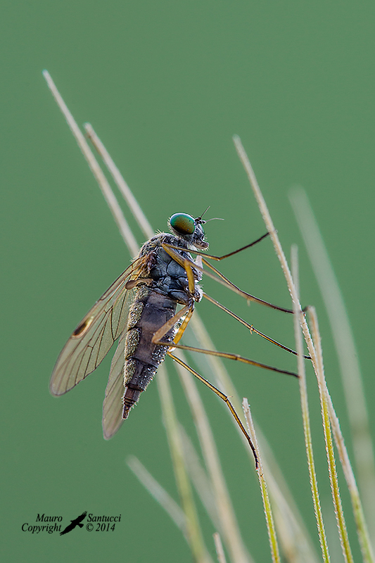 Femmina di Chrysopilus (Rhagionidae)