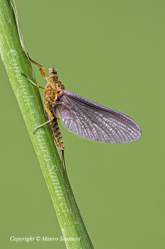 Serratella ignita