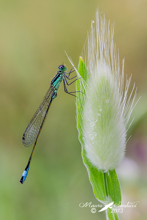 Ischnura elegans maschio