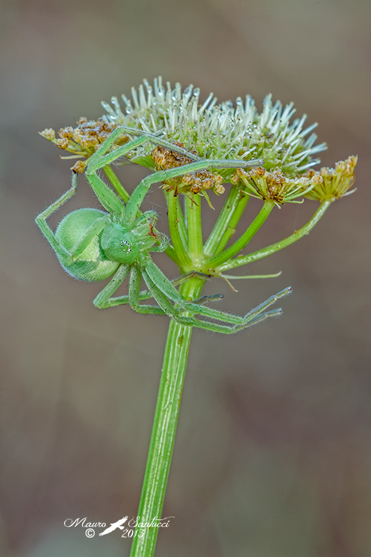 Micrommata virescens - Norma (LT)