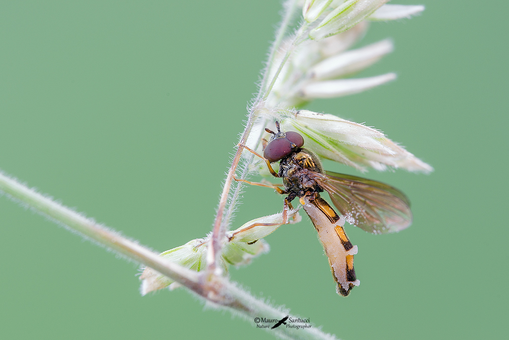 Melanostoma sp., maschio (Syrphidae) colpito da fungo entomopatogeno