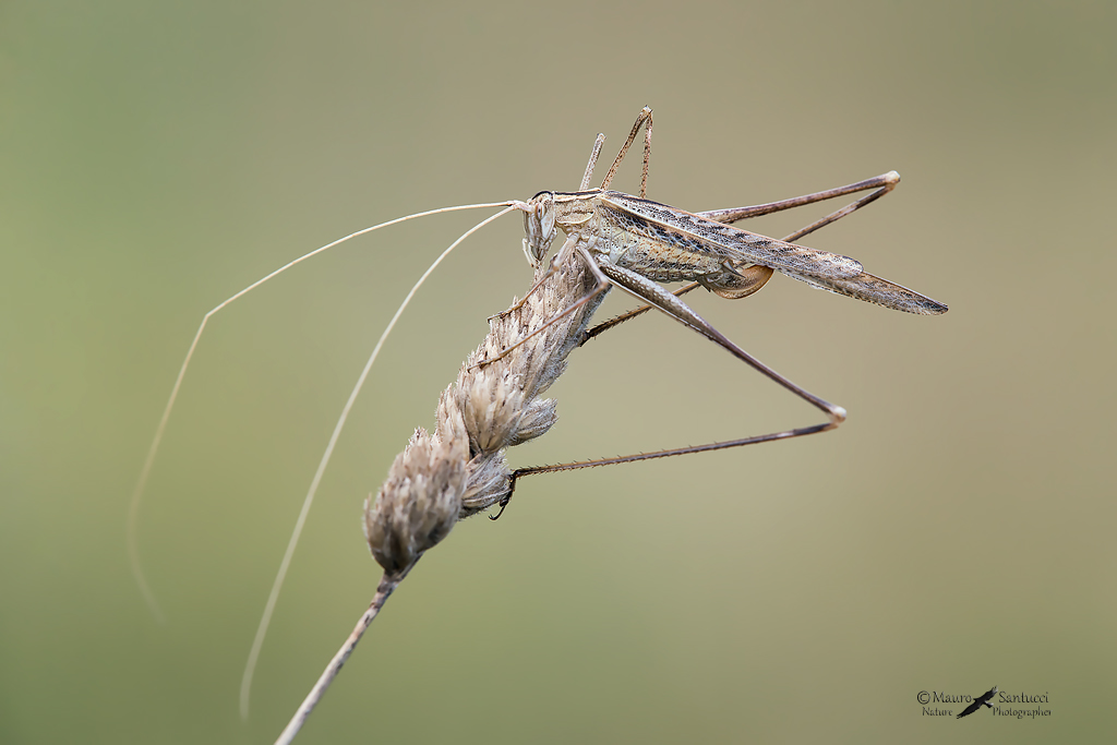 Tettigoniidae ?