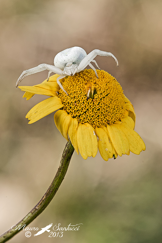 Thomisidae