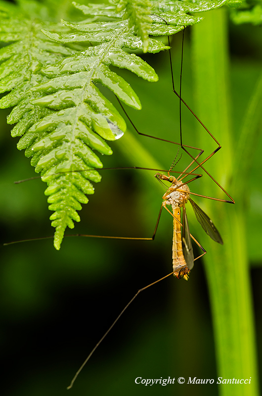 Tipula ?