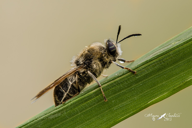 diptero da identificare