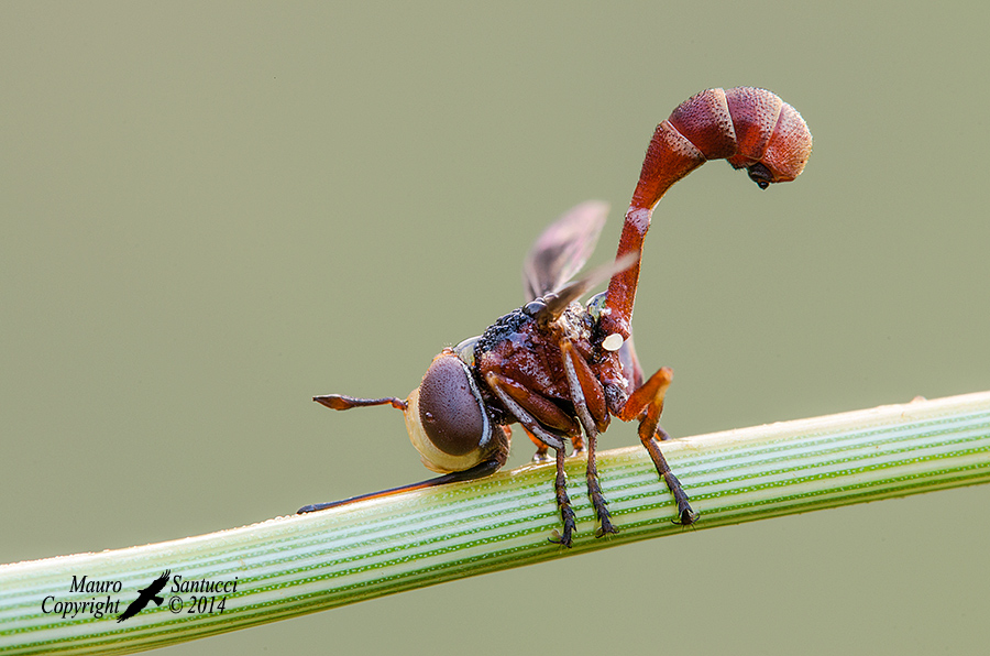 Physocephala sp. (Conopidae)